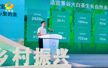 政和白茶与工夫红茶跻身全国百强背后的“兴茶密码”