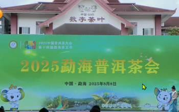 2025勐海普洱茶会直播